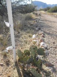 Opuntia engelmannii image