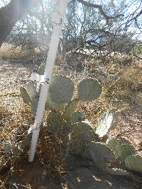 Opuntia engelmannii image