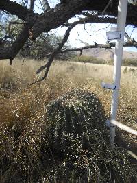 Ferocactus wislizeni image