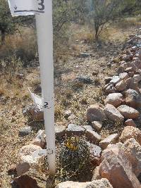 Ferocactus wislizeni image