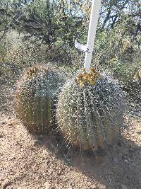 Ferocactus wislizeni image