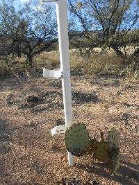 Opuntia engelmannii image