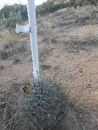 Ferocactus wislizeni image