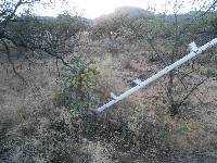 Cylindropuntia spinosior image