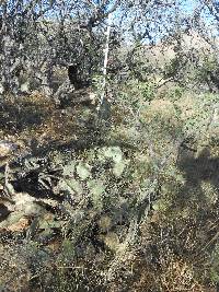 Opuntia engelmannii image