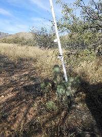 Opuntia engelmannii image