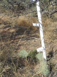 Opuntia engelmannii image