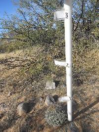 Ferocactus wislizeni image