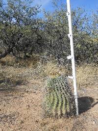 Ferocactus wislizeni image