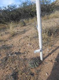 Ferocactus wislizeni image