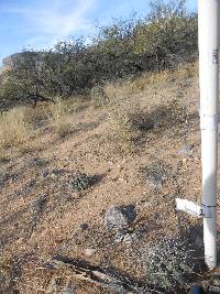 Ferocactus wislizeni image