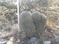 Ferocactus wislizeni image