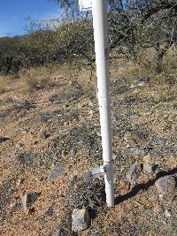 Ferocactus wislizeni image