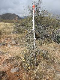 Cylindropuntia spinosior image