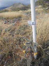 Cylindropuntia spinosior image