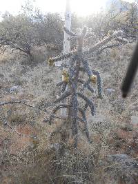 Cylindropuntia spinosior image