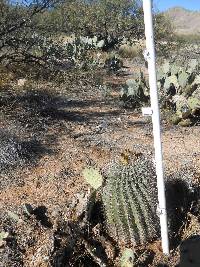 Ferocactus wislizeni image