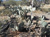 Opuntia engelmannii image