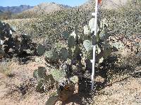 Opuntia engelmannii image