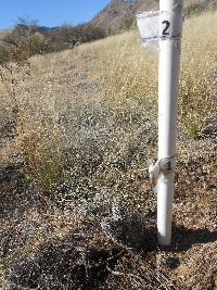 Opuntia engelmannii image