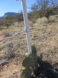 Opuntia engelmannii image