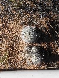 Mammillaria grahamii image