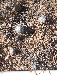 Mammillaria grahamii image