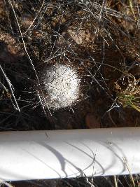 Mammillaria grahamii image