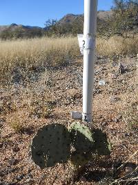 Opuntia engelmannii image