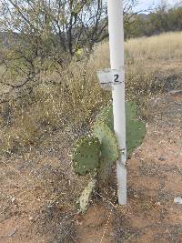 Opuntia engelmannii image