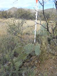 Opuntia engelmannii image