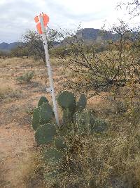 Opuntia engelmannii image