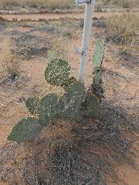 Opuntia engelmannii image