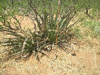 Opuntia engelmannii image