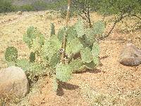 Opuntia engelmannii image