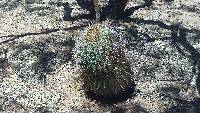 Ferocactus wislizeni image