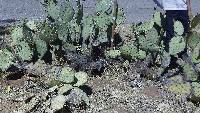 Opuntia engelmannii image