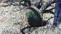 Ferocactus wislizeni image