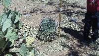 Ferocactus wislizeni image