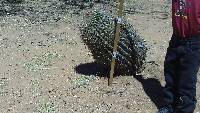 Ferocactus wislizeni image