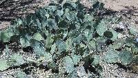 Opuntia engelmannii image