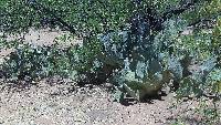 Opuntia engelmannii image