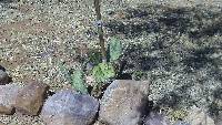 Opuntia engelmannii image