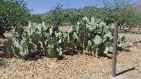 Opuntia engelmannii image