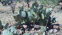 Opuntia engelmannii image