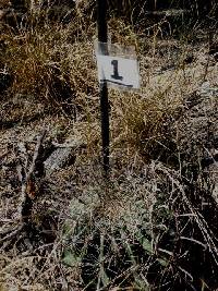 Ferocactus wislizeni image