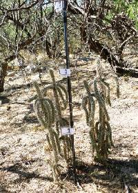 Cylindropuntia spinosior image