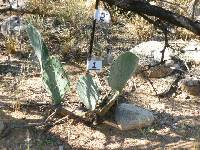 Opuntia engelmannii image