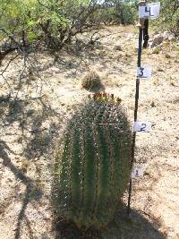 Ferocactus wislizeni image