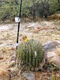 Ferocactus wislizeni image